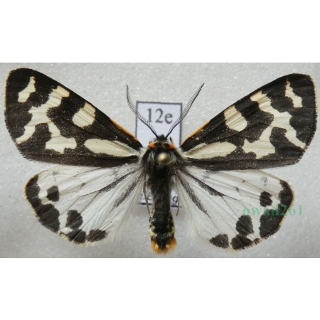 Parasemia plantaginis (Linnaeus, 1758) form white Niedźwiedziówka babkówka, misiówka czwórka Poland12e